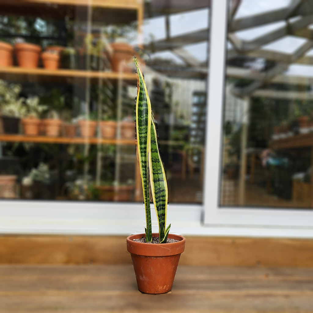 Snake Plant (Sansevieria Trifasciata Laurentii)  Plantis