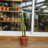 Snake Plant (Sansevieria Trifasciata Laurentii)