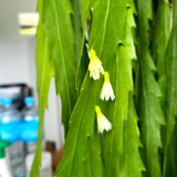 Snowdrop Cactus (Lepismium houlletianum)