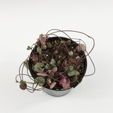 String of Heart (Ceropegia woodii)
