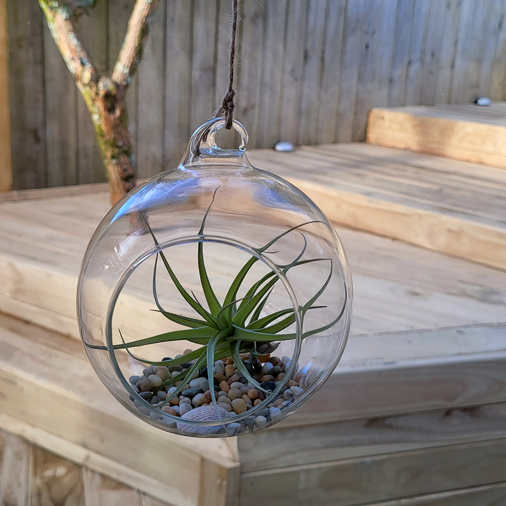air plant terrarium hanging glass orb Air Plant Orb – Plantis
