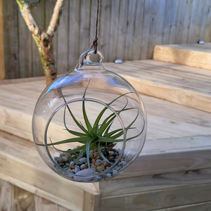 air plant orbs Air Plant Orb – Plantis