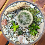 Succulent Terrarium