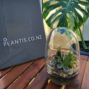 Rainforest Terrarium