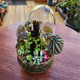 Rainforest Terrarium