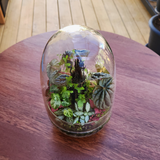 Rainforest Terrarium