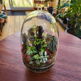 Rainforest Terrarium