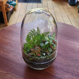 Rainforest Terrarium
