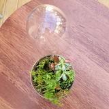 Rainforest Terrarium