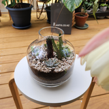 Succulent Terrarium