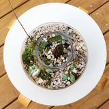 Succulent Terrarium