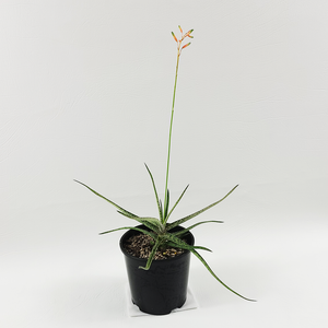 Tiger Aloe (Aloe variegata)