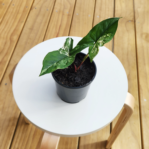 Variegated syngonium albo