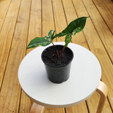 Variegated syngonium albo