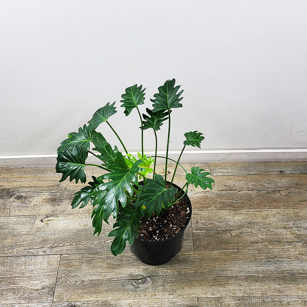 Philodendron xanadu – Plantis