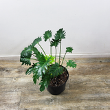 Philodendron xanadu