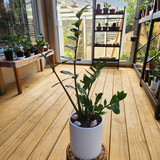 ZZ plant (Zamioculcas zamifolia) in Ceramic Pot