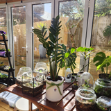 ZZ plant (Zamioculcas zamifolia) in Ceramic Pot