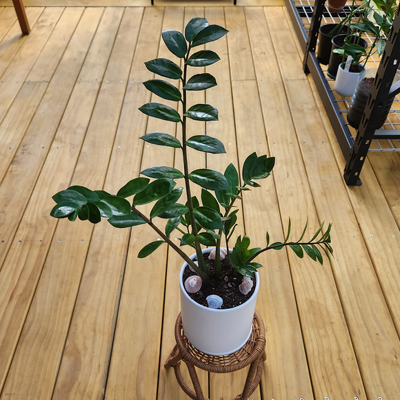 ZZ plant (Zamioculcas zamifolia) in Ceramic Pot