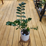 ZZ plant (Zamioculcas zamifolia) in Ceramic Pot