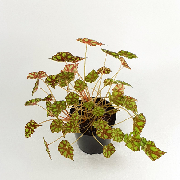 Begonia Tiger Paws