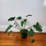 Philodendron xanadu
