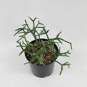 Rhipsalis pilocarpa (Hairy-fruited wicker ware cactus)