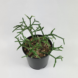 Rhipsalis pilocarpa (Hairy-fruited wicker ware cactus)