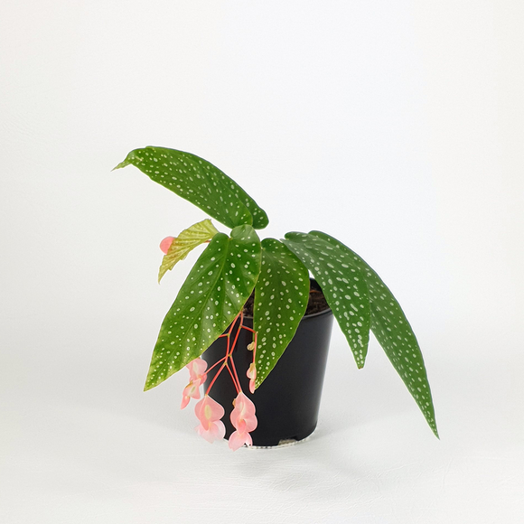 Begonia Angel Wing