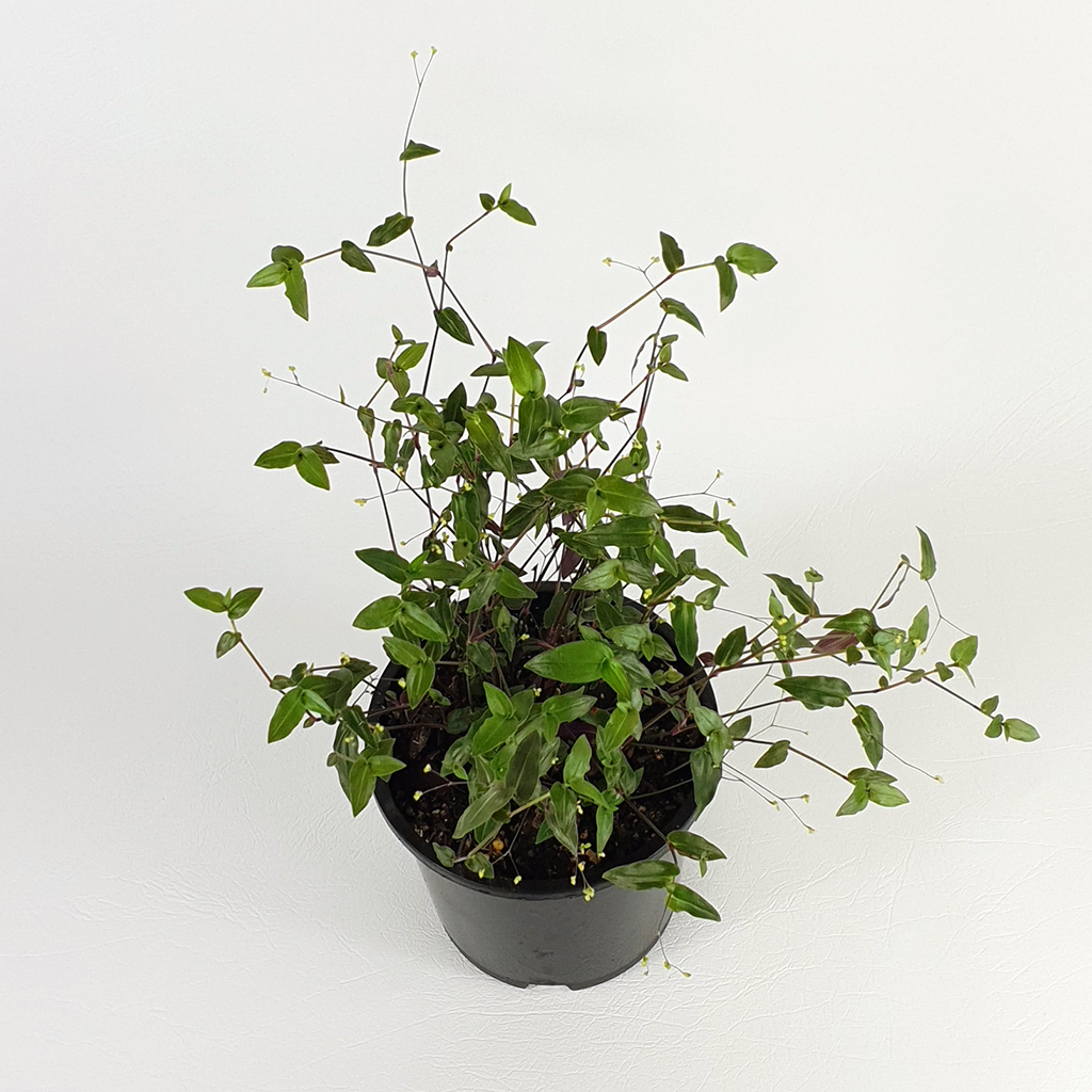 Tahitian bridal veil (Tradescantia multiflora) Plantis