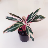Calathea triostar