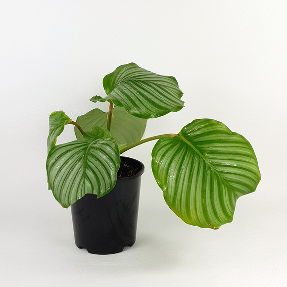 Calathea orbifolia