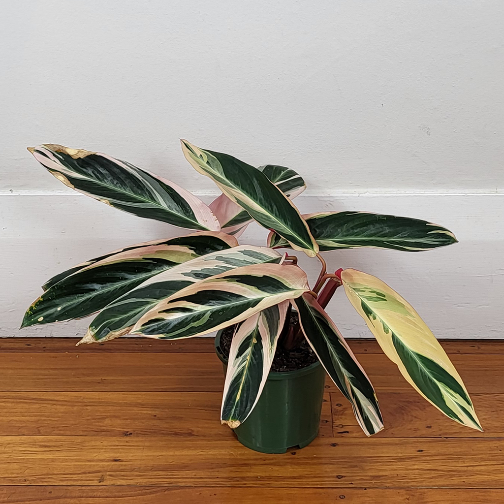 Calathea triostar – Plantis