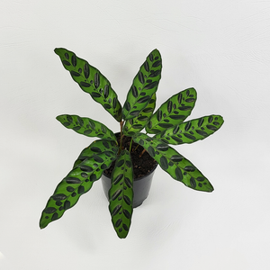 Calathea insignis (Rattlesnake plant)