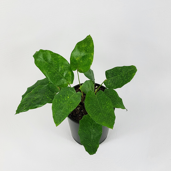 heartleaf philodendron nz Heart-leaf Philodendron – Plantis