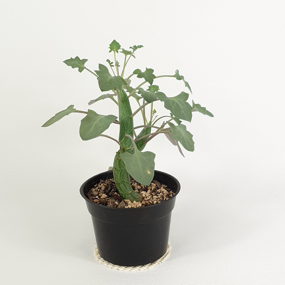 Candle plant (Curio articulatus)