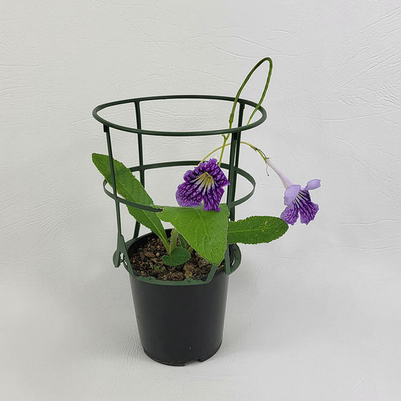Cape primrose