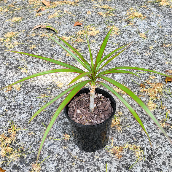 Dragon Tree (Dracaena Marginata)