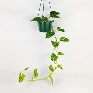 Golden Pothos