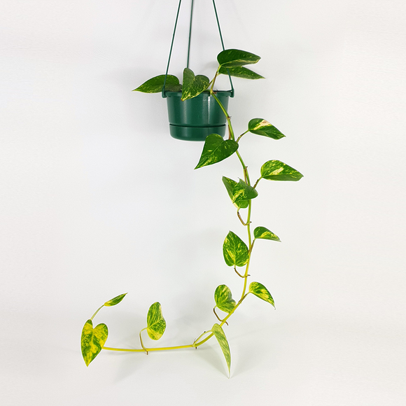 Golden Pothos