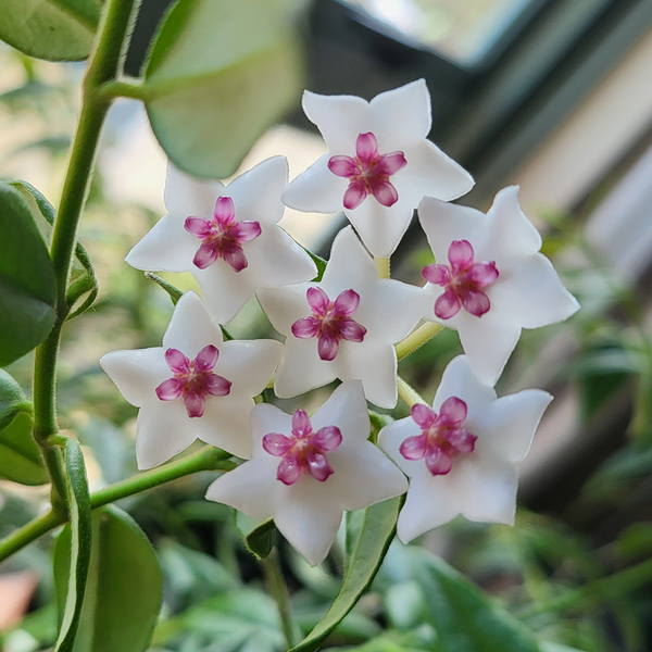 Hoya bella (Hoya lanceolata ssp. bella) – Plantis