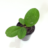 Hoya ovobata