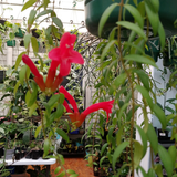 Lipstick Plant (Columnea arguta)