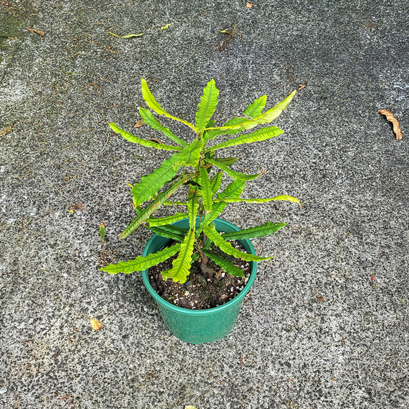 Macademia nut tree