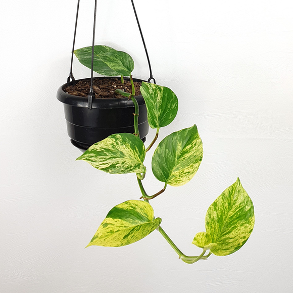 Marble Queen Pothos