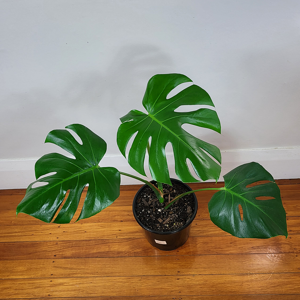 buy monstera deliciosa nz Monstera deliciosa 5L – Plantis