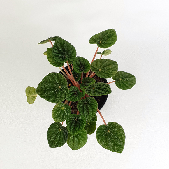 Emerald Ripple (Peperomia caperata)