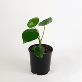 Peperomia polybotrya (Raindrop)