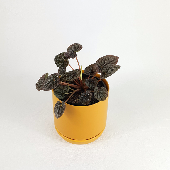 Emerald Ripple Red (Peperomia caperata)