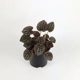 Emerald Ripple Red (Peperomia caperata)